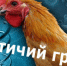 Высокопатогенный грипп птиц – острая контагиозная вирусная инфекция домашних и диких птиц, характеризующаяся общим угнетением, отеками, множественными кровоизлияниями и поражениями внутренних органов, мозга и кожи. - Дальнереченский городской округ